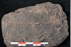 Foto (Detailansicht) von Plantae indet.  (NHMW-GEO-2024-0188-11525)